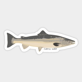 Salmo salar cartoon Sticker